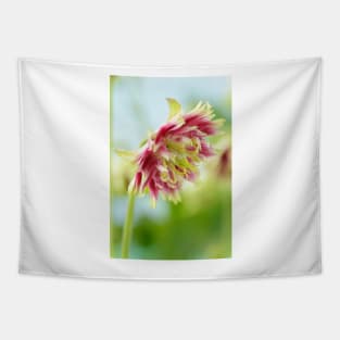 Aquilegia vulgaris var. stellata  &#39;Nora Barlow&#39; (Barlow Series)  Columbine Tapestry