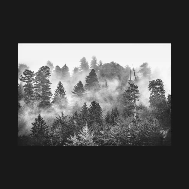 Redwood Forest Black and White by Cascadia by Nature Magick