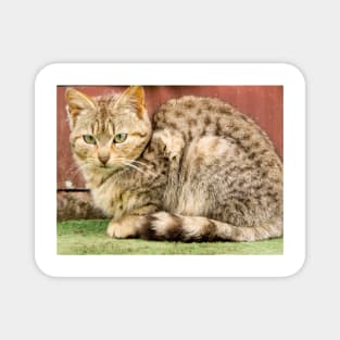 fli kitty Magnet