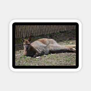 Wallaby Magnet