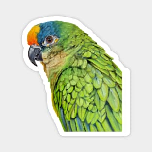 Amazon Parrot bird painting (no background) Magnet