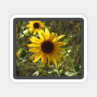 Sunflower, flowers, natural, nature, gifts Magnet