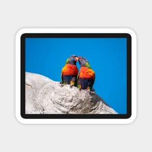 Gum Tree Romance - Rainbow Lorikeets Magnet