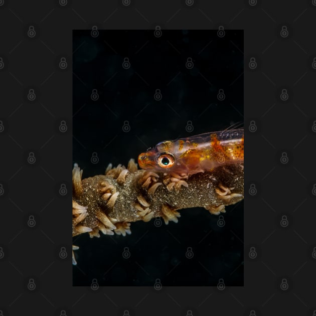 Colored sea whip coral goby by SCUBAddict