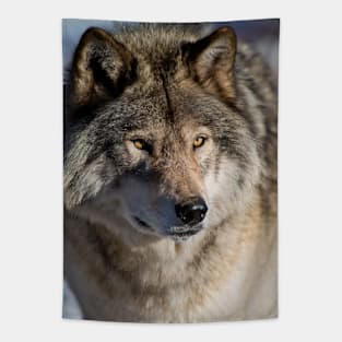 Timber Wolf Tapestry