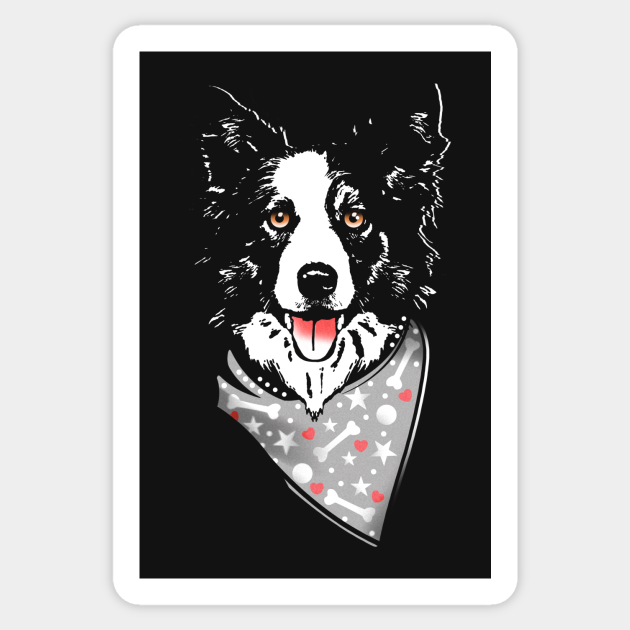 border collie love