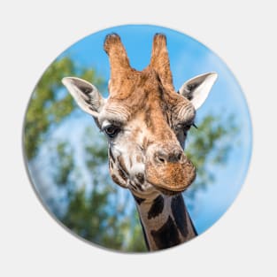 Close up photo of a Rothschild Giraffe head Pin