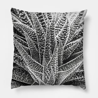 Succulent Pillow