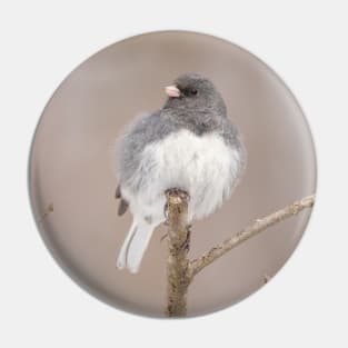 Fluffy Dark Eyed Junco with brown/tan blurred background Pin