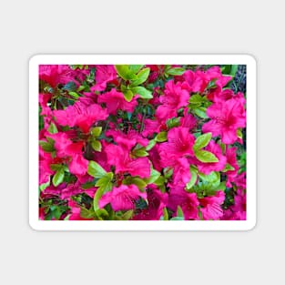 Pink Azaleas Magnet