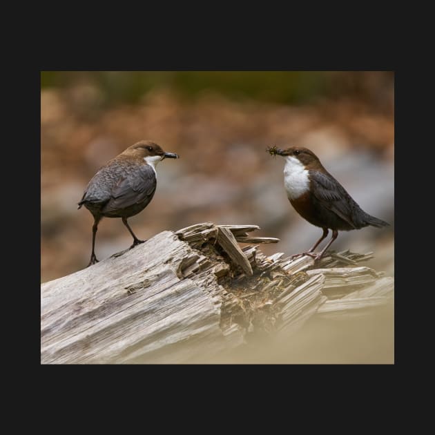 White throated dipper couple feeding by naturalis