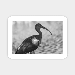 American white ibis   black and white 3 Magnet