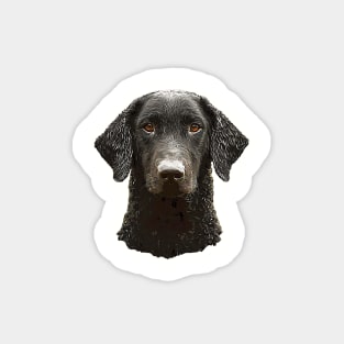 Curly Coated Retriever Magnet