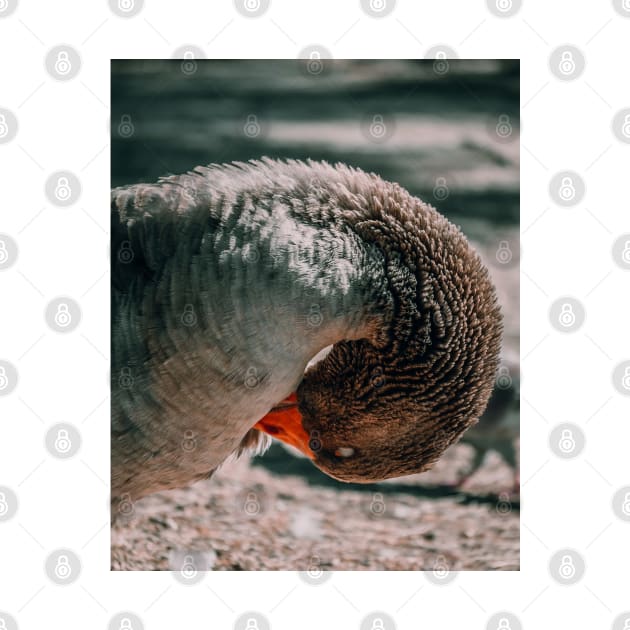 Lake Goose Wildlife Nature Photography by Luigi Veggetti