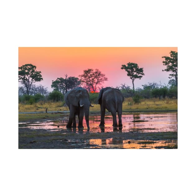 Elephants at sunset by GrahamPrentice