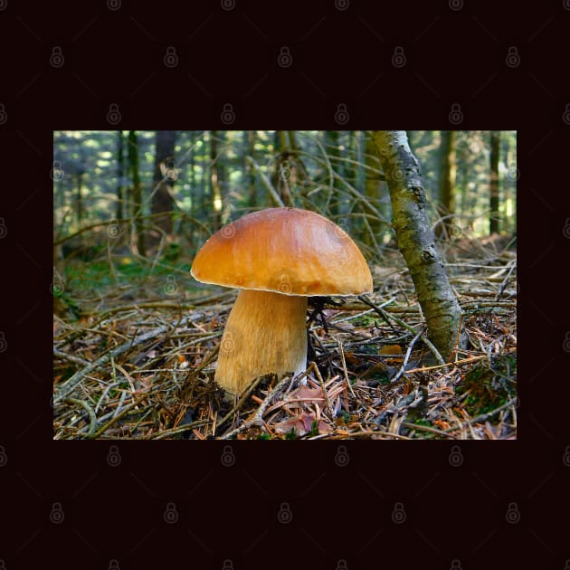 Boletus edulis. by Caroll