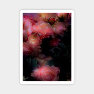 SHADED BEAUTIFUL PINK ROSE BLOOMS Magnet