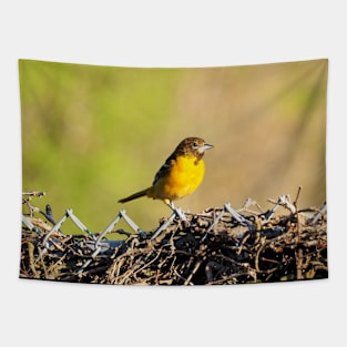 Oriole Perched On My Backyard Fence Tapestry