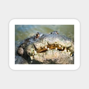 Big Smiling Alligator Magnet