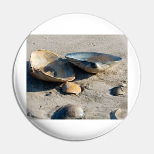 Clams on the shore Pin