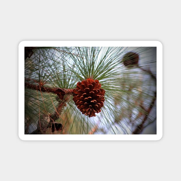 Hanging  Pine Cone Magnet by Cynthia48