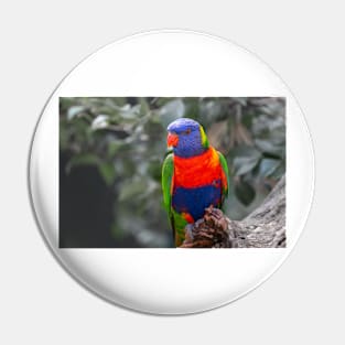 Highly colourful rainbow lorikeet on branch Pin