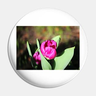 Purple Tulip With Leaves Pin