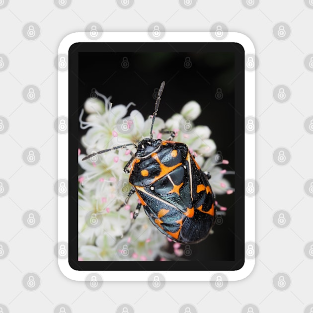 Murgantia histrionica (Harlequin Bug) in Southern California, USA Magnet by SDym Photography