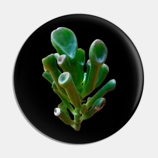 Crassula Ovata Gollum Pin