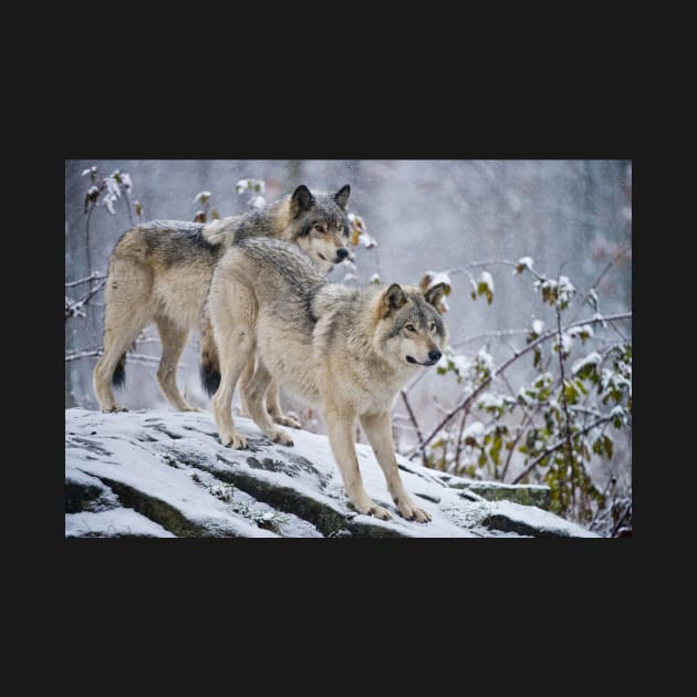 Two Gray Wolves by jaydee1400