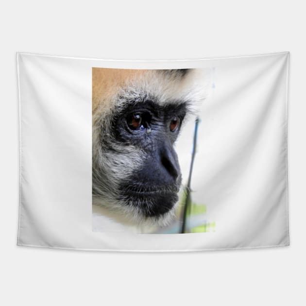 White Cheeked Gibbon Tapestry by kirstybush