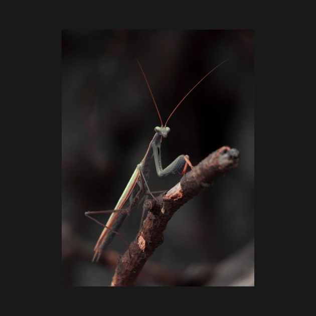 praying mantis by bunlinked