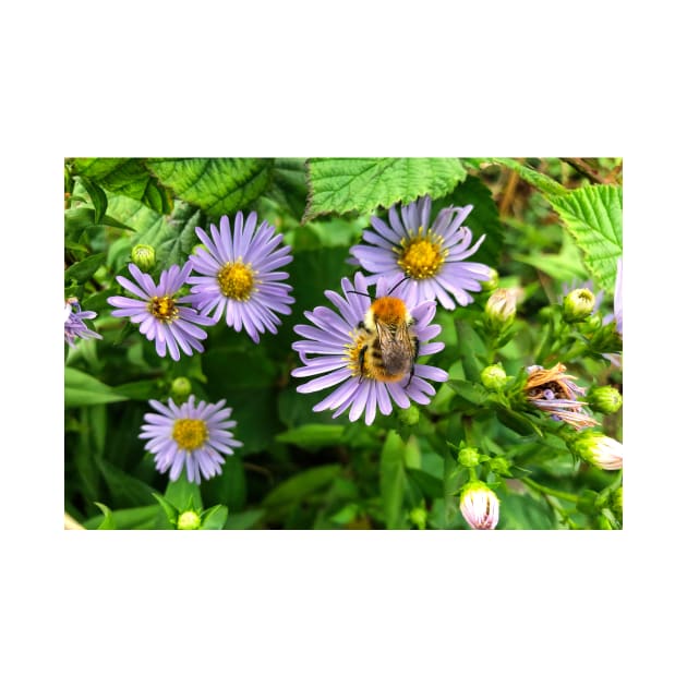 Bee on Purple Aster by Violaman