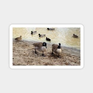 Canada Geese Walking Along a Beach Magnet