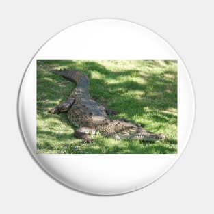 American crocodile (Crocodylus acutus) in Florida, USA Pin