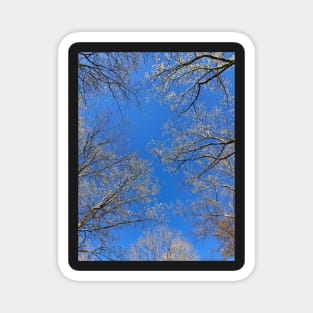 Trees Blooming In Spring Magnet