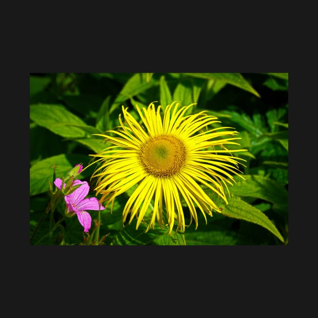 Large Yellow Daisy - Flower Macro/Closeup by Harmony-Mind