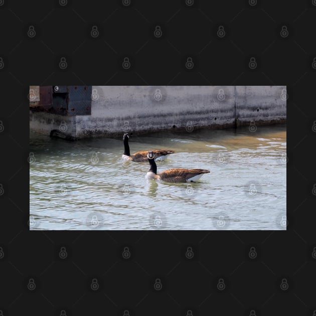 Canada Goose Staring by BackyardBirder