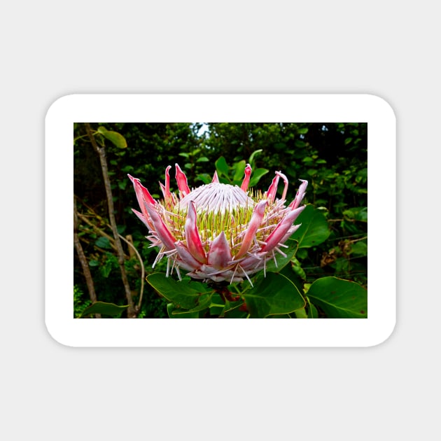 Protea Study 1 Magnet by bobmeyers