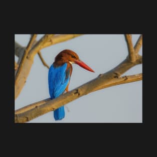 Colourful Kingfisher T-Shirt