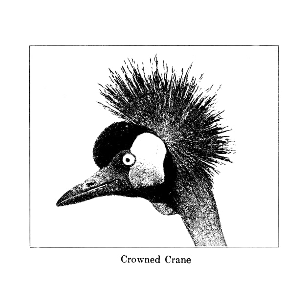 Crowned Crane by Gene Mutation