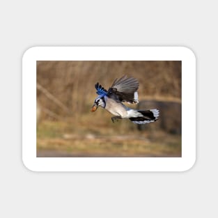 Have nut - Will travel - Blue Jay Magnet