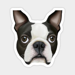 Cute Boston Terrier Drawing Magnet