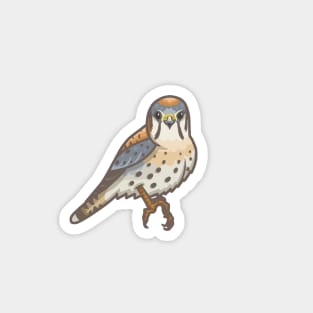 American Kestrel Magnet