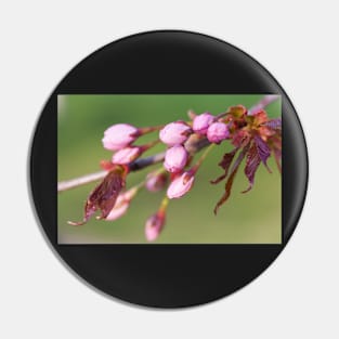 Cherry Tree Buds Pin