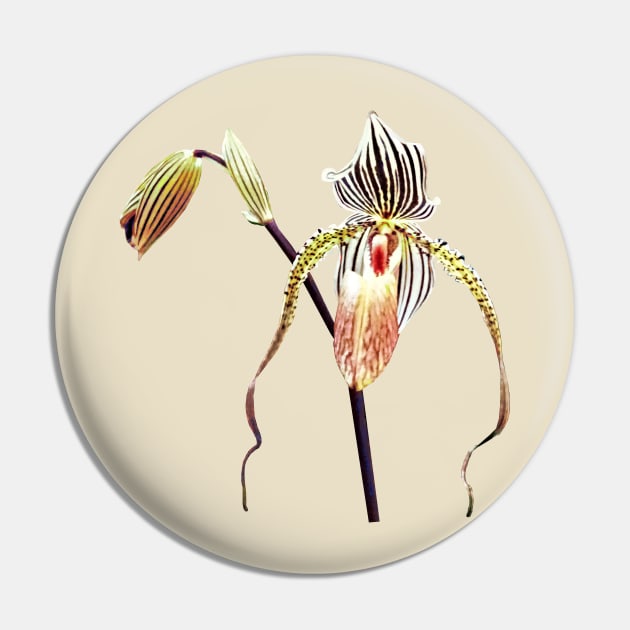 Orchid - Paph Taiwan Pin by SusanSavad