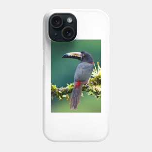 Collared Aracari - Costa Rica Phone Case