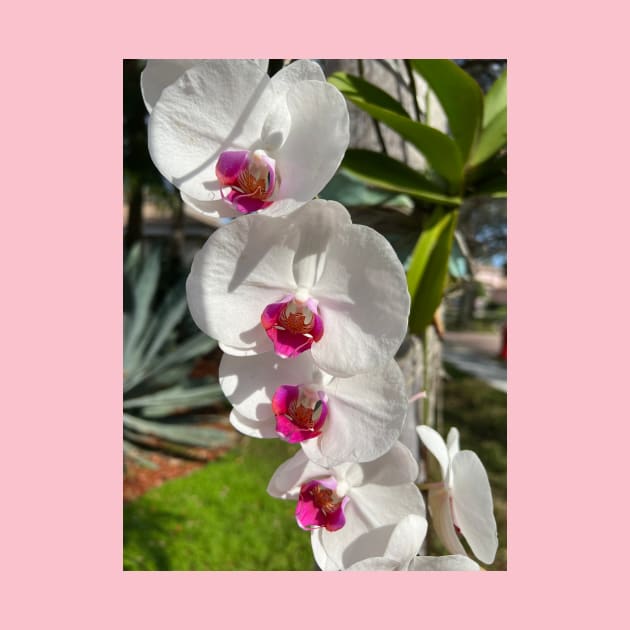 White Orchids With Pink by KarenZukArt