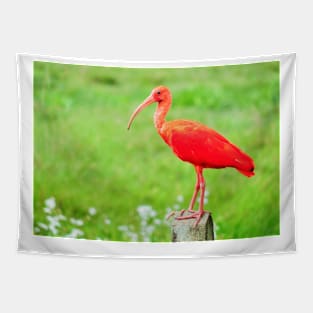 Scarlet Ibis Tapestry