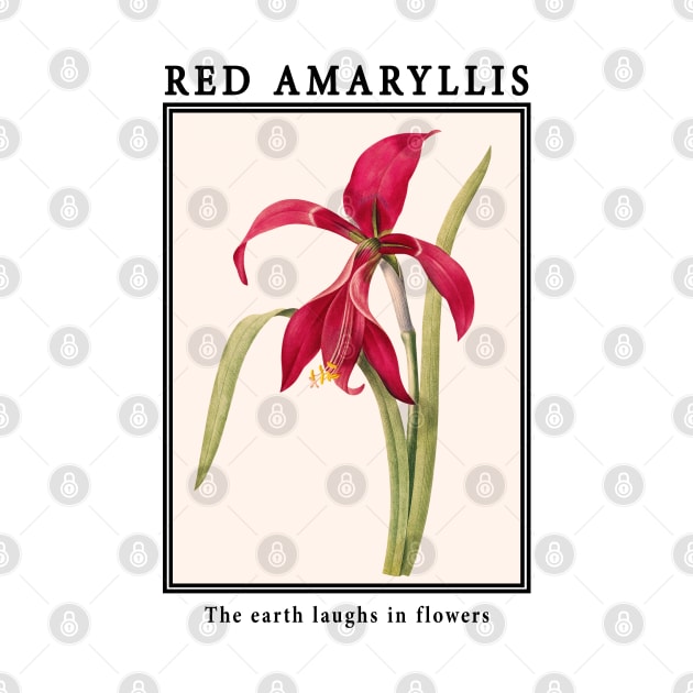 Flowers - Amaryllis by j.adevelyn